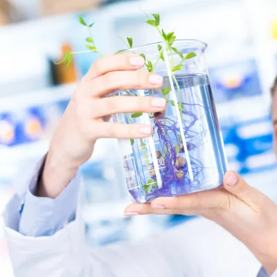 technician in the laboratory of plant genetics investigates the sprout of soybean technician in the laboratory of plant genetics investigates the sprout of soybean